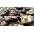 Smooth Shiitake Champignons 1kgs Pack avec bouchon 4-6cm et sans tige